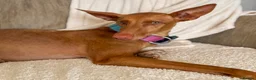 Ibizan Hound dogs for adoption: Cati a lovely calm girl who loves other dogs  - Advert 11