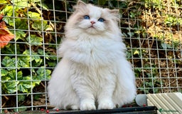 Ragdoll cats for sale: TICA REGISTERED  in Colchester - Image 3