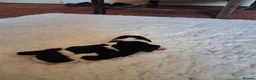 Newfoundland dogs for sale: Landseer Newfoundland Puppies - Advert 14