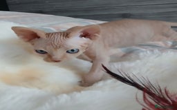 Sphynx cats for sale: Beautiful blue-eyed Sphynx kitten for sale  - Image 8