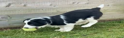 Border Collie dogs for sale: Absolutely Gorgeous Black&White Border Collie Pups - Advert 13