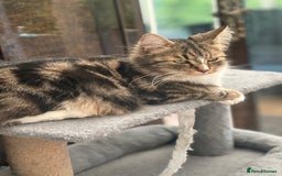 Maine Coon cats for sale: Female  shadow  - Image 12
