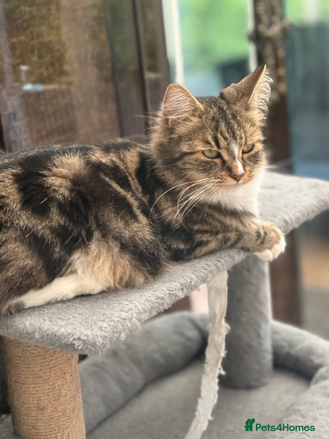 Maine Coon cats for sale: Female  shadow  - Image 12
