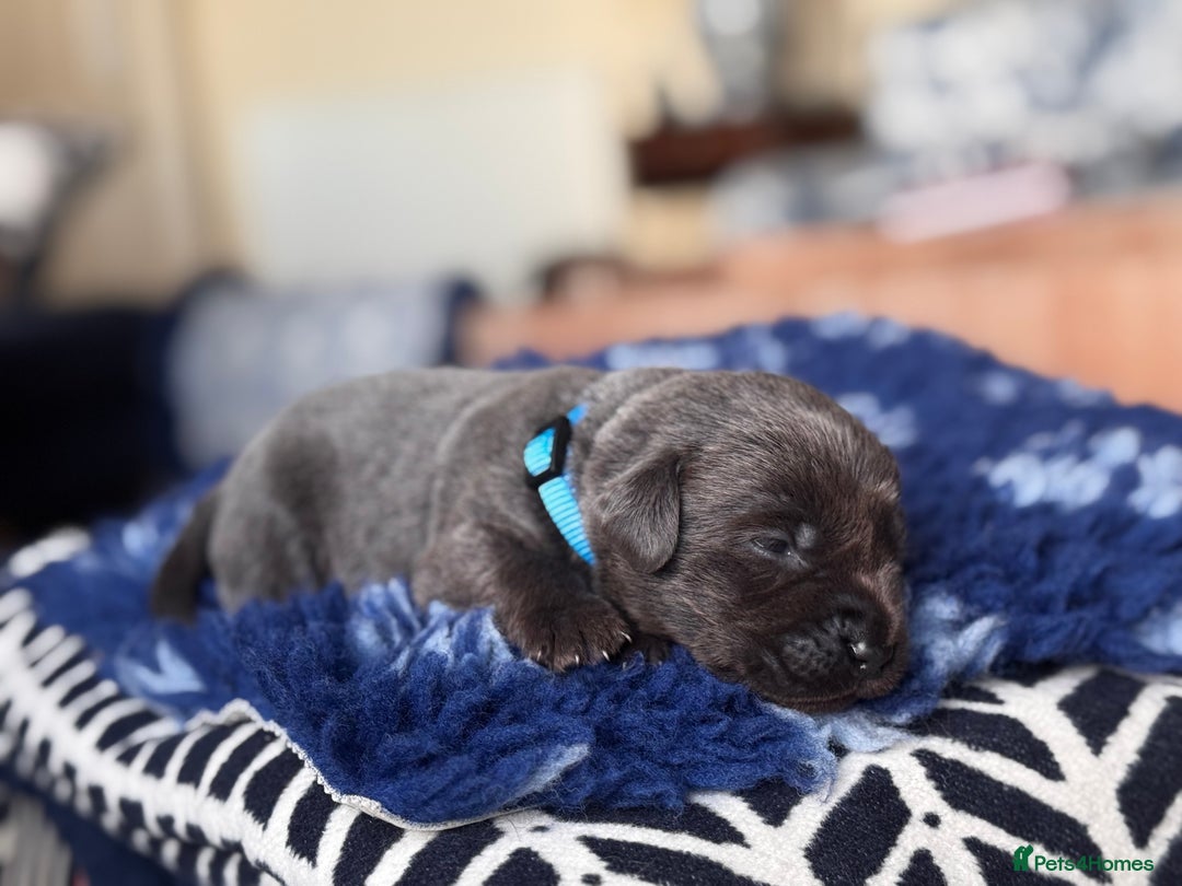 Labrador Retriever dogs for sale: Charcoal & Silver Labrador Puppies - Advert 7