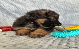 German Shepherd dogs for sale: K/C Registered German Shepherd Puppies  - Image 14