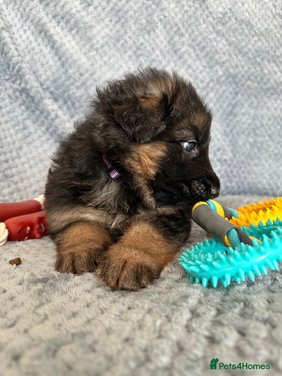 German Shepherd dogs for sale: K/C Registered German Shepherd Puppies  - Image 14