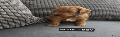 BLUE - BOY