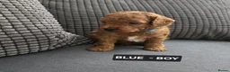Toy Poodle dogs for sale: STUNNING RED KC TOY POODLE 🤩🐶 - Advert 33