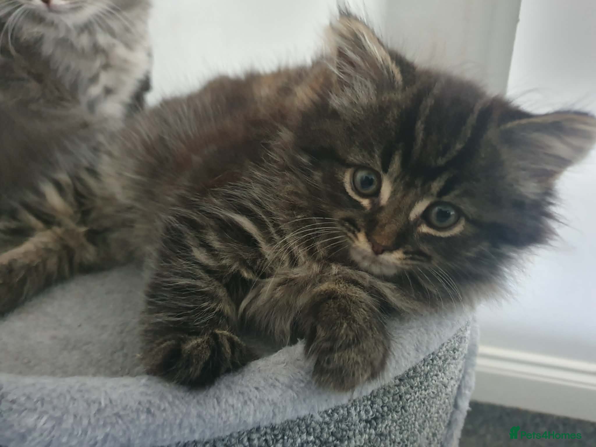 Mixed Breed cats 9 week old tabby female - Advert 1