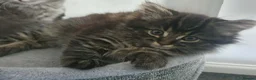 Mixed Breed cats for sale: 9 week old tabby female - Advert 1
