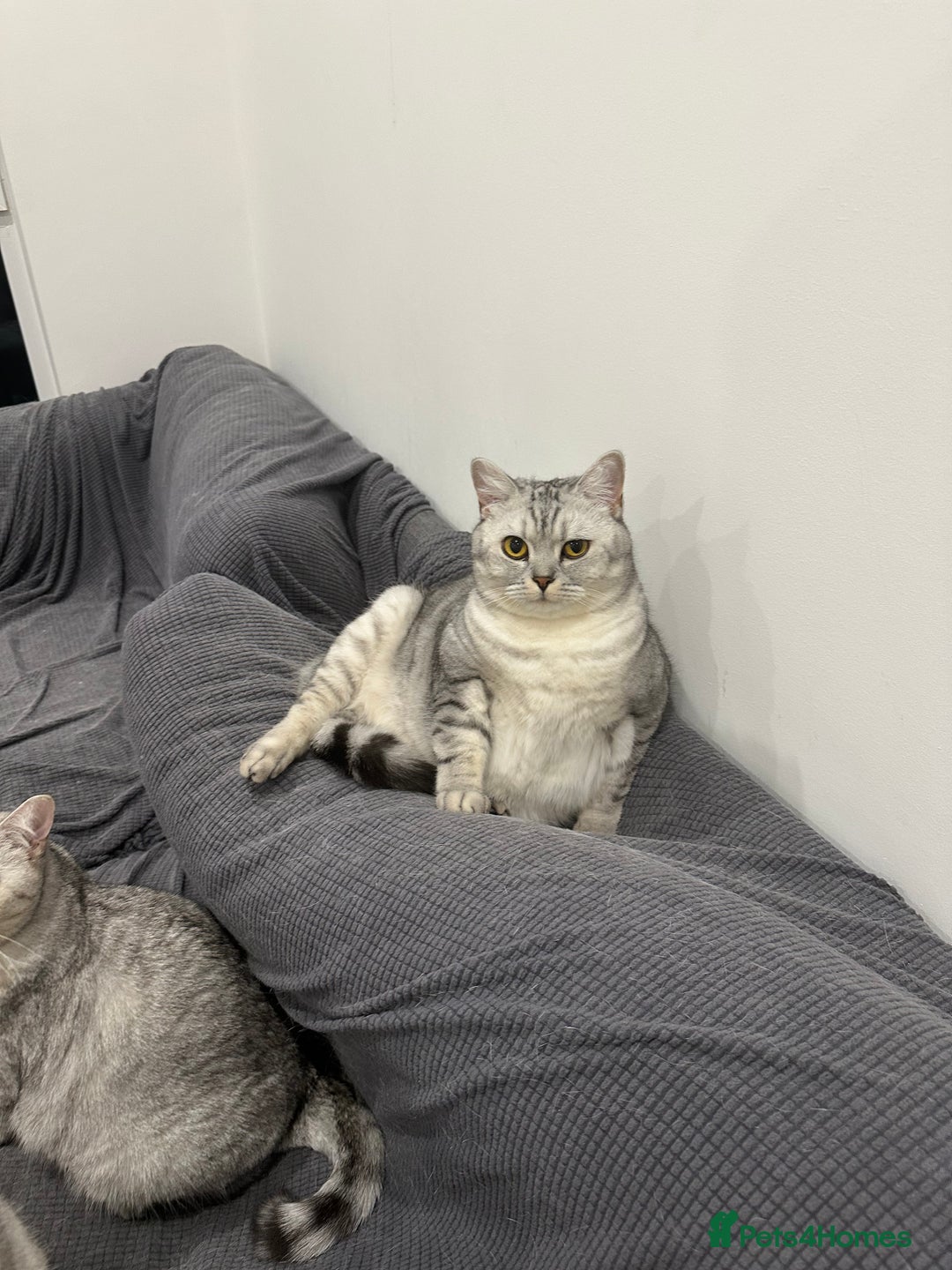 British Shorthair cats for sale: 2x British Shorthair - Advert 9