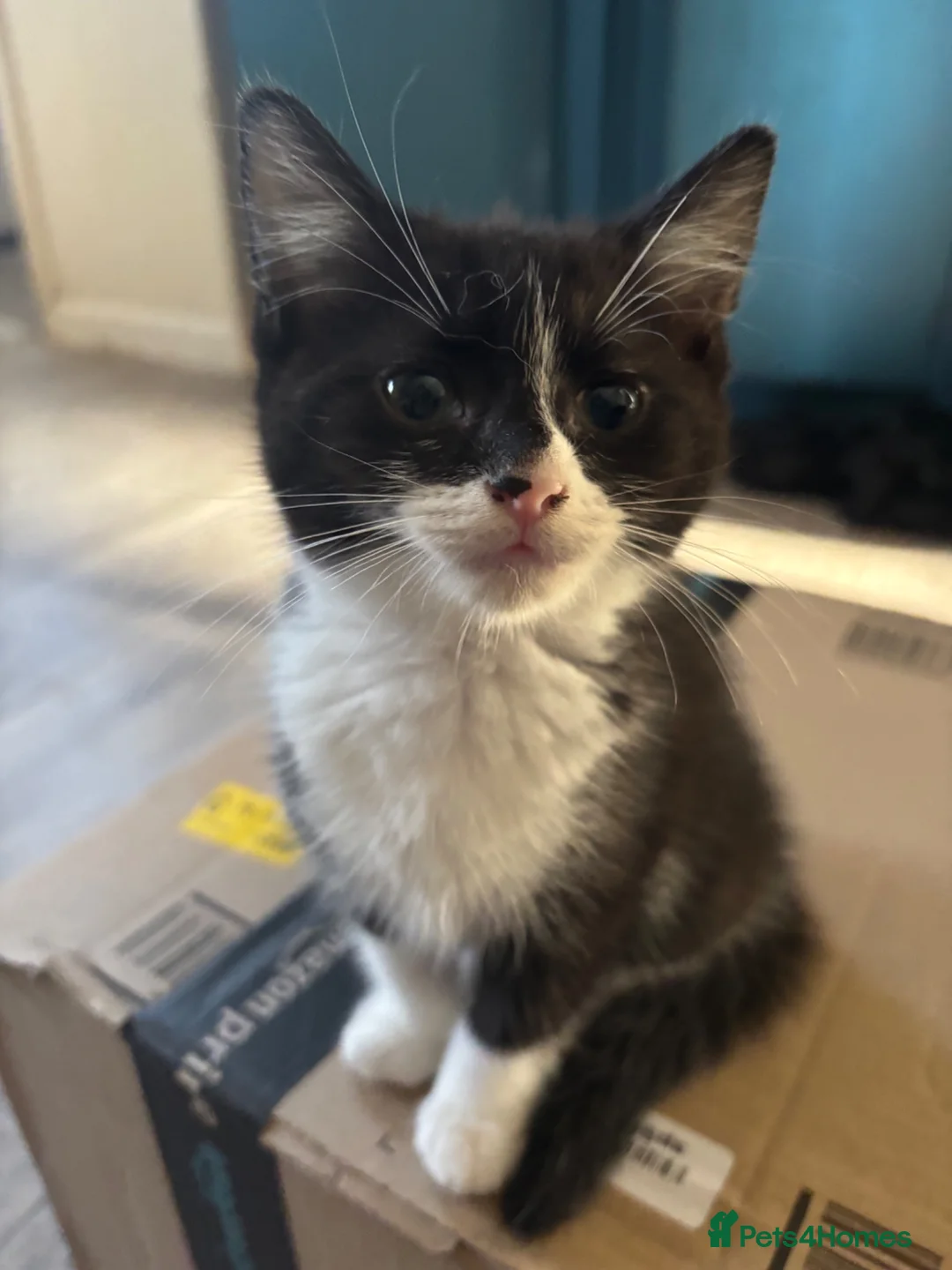 Mixed Breed cats for sale: 2 black and white female kittens £50 each   - Advert 1