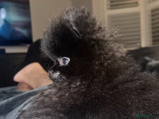 Pomeranian dogs Black Beauty - Advert 16