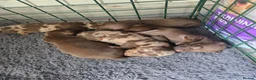 Dachshund dogs for sale: 5 mini daschund puppies are looking for home - Advert 15