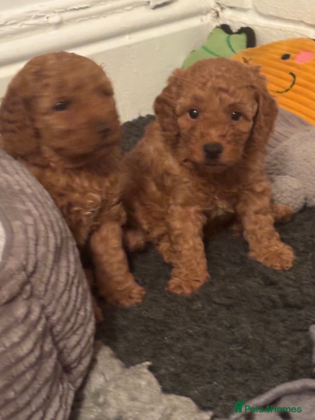 Mixed Breed dogs for sale: X1 beautiful red miniature left (boy)  - Image 2