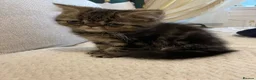 Exotic cats for sale: Exotic Persians  - Advert 11
