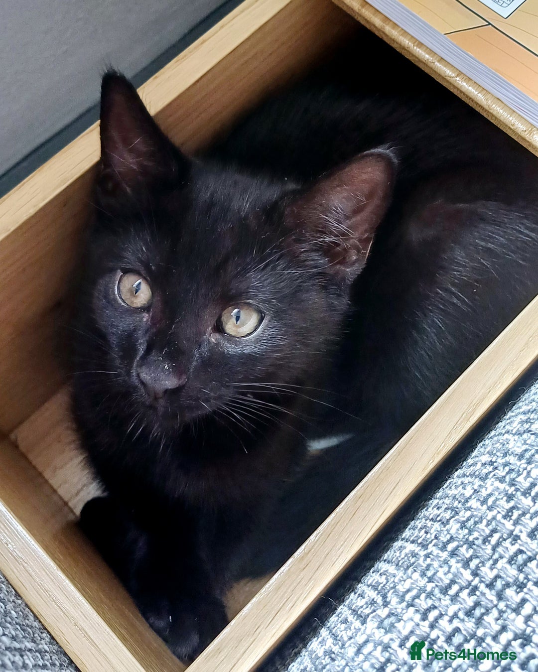 Bombay cats for sale: Black male cat 8 months old - Advert 2