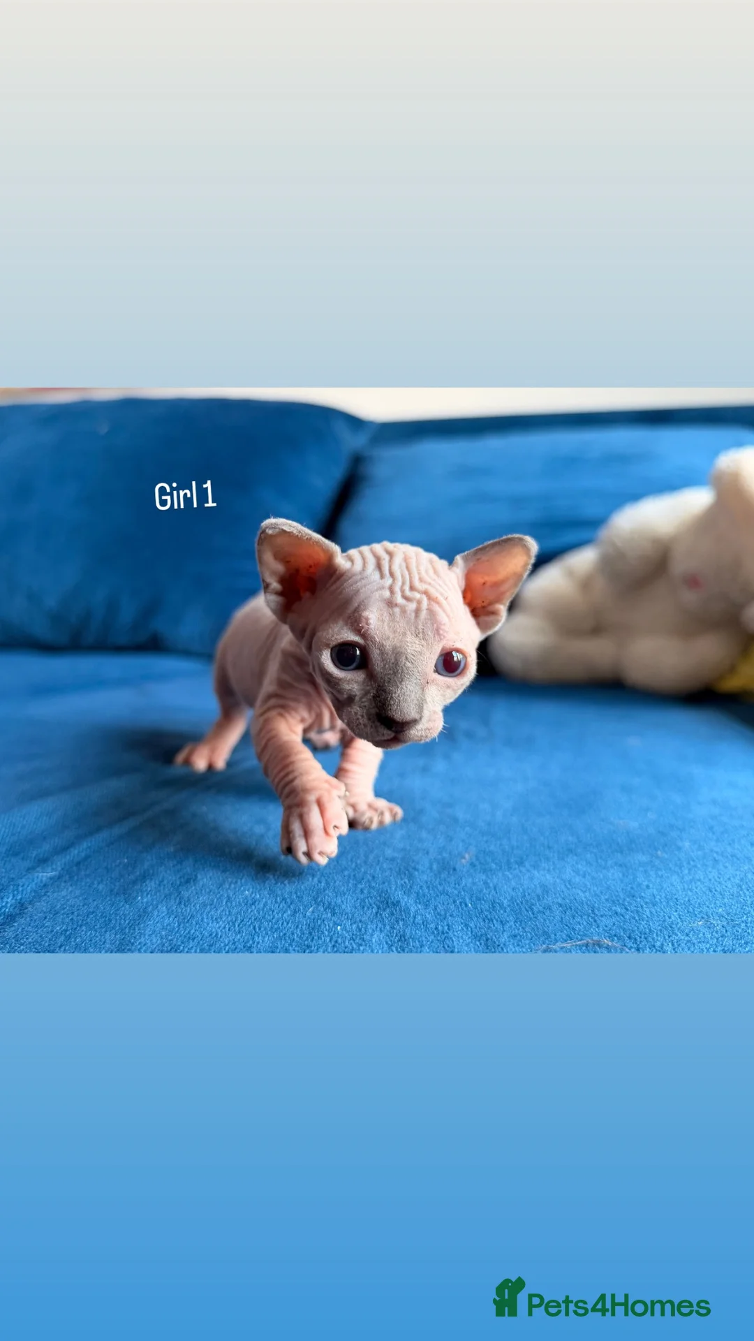 Sphynx cats for sale: 5 stunning sphynx kittens and 1 crazy one - Advert 2