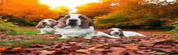 Basset Hound dogs for sale: Basset hound amazing couple  - Advert 13