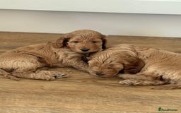 Cockapoo dogs for sale: *Adorable Gold & Red Puppies availble* - Advert 4