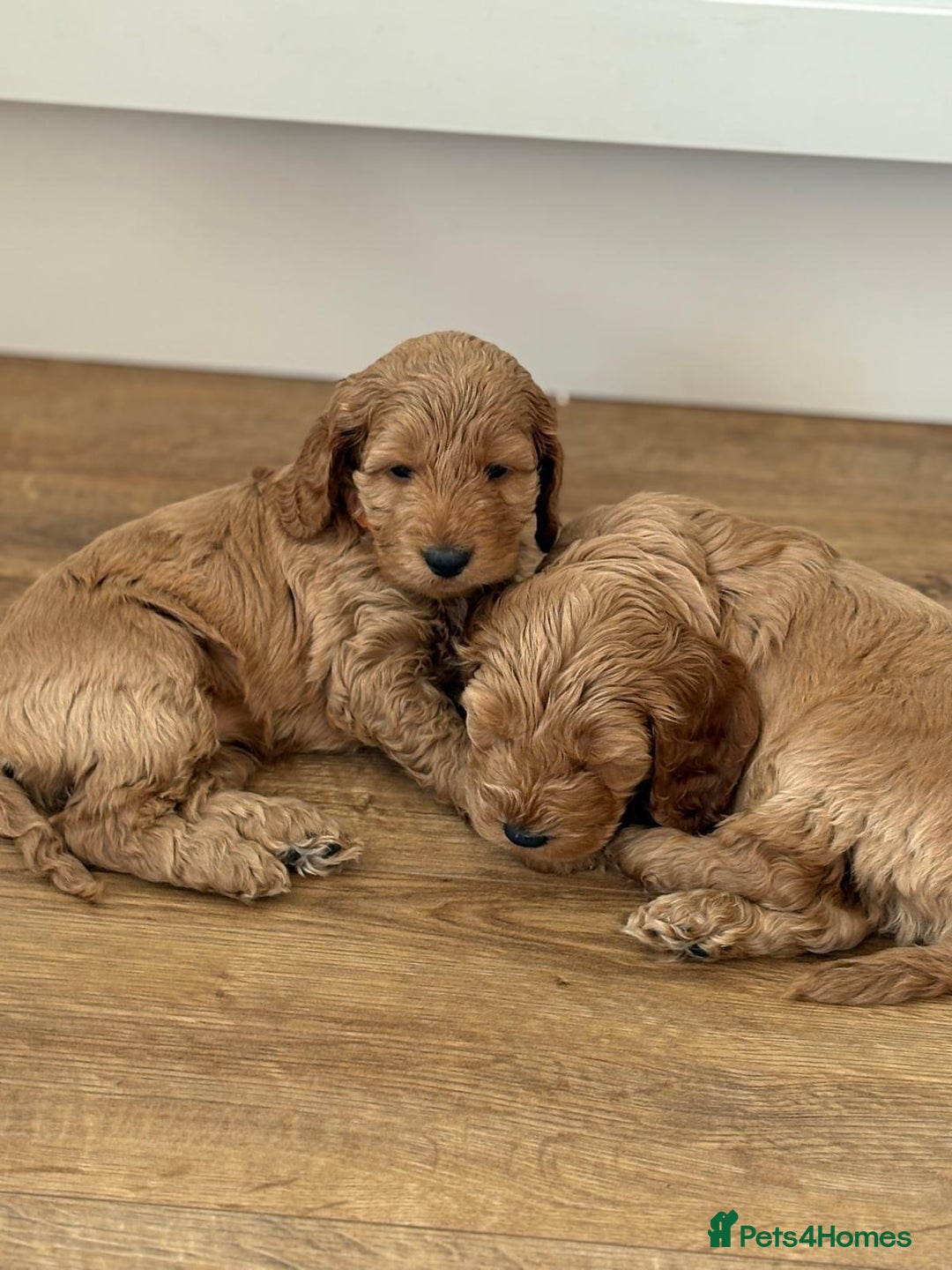 Cockapoo dogs for sale: *Adorable Gold & Red Puppies availble* - Advert 4