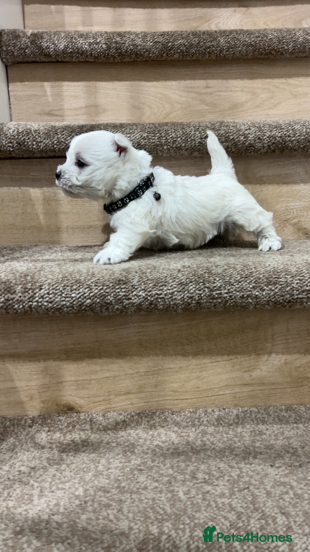 West Highland Terrier dogs for sale: Kc registered west highland white puppies.  - Advert 13