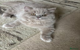 British Shorthair cats for sale: One Girl available - GCCF Beautiful Chunky BSH  in Salisbury - Image 4