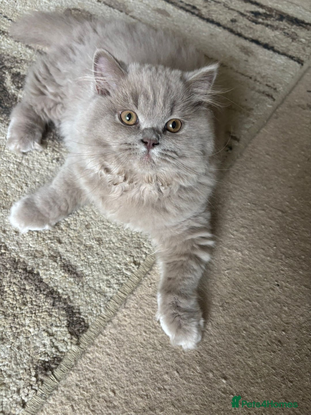 British Shorthair cats for sale: One Girl available - GCCF Beautiful Chunky BSH  in Salisbury - Image 4