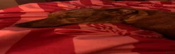 Mixed Breed dogs for sale: Whippet cross Jack Russell  - Advert 4