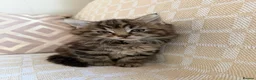 Maine Coon cats for sale: X3 Maine Coon Tabbys  - Advert 10