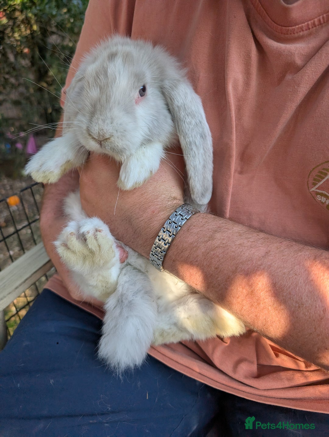Fawn French Giant Rabbit Flemish Giant Rabbit Poster Print