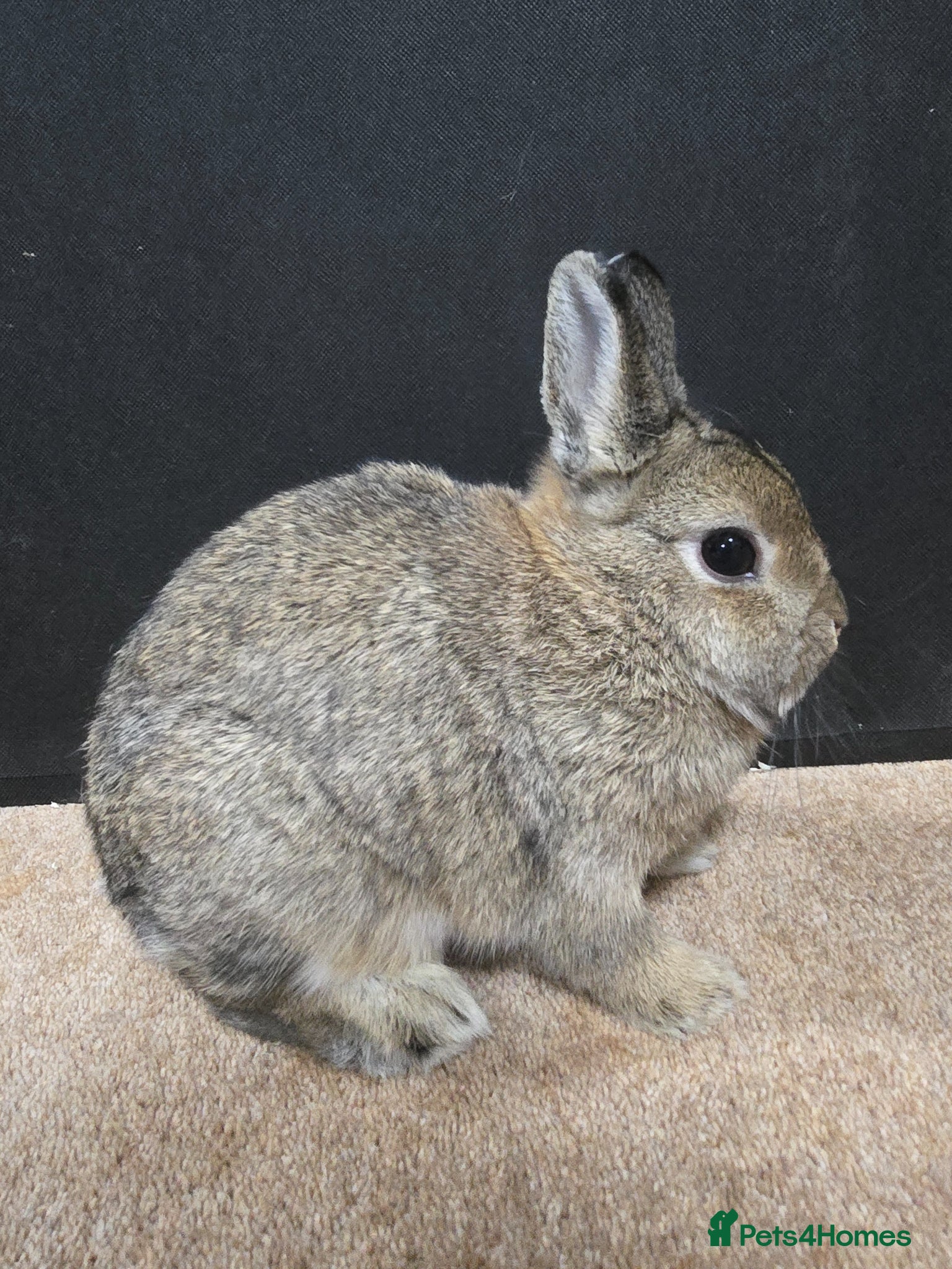 Netherland Dwarf rabbits for sale: Under 5 Agouti Netherland Dwarf in Doncaster - Advert 3