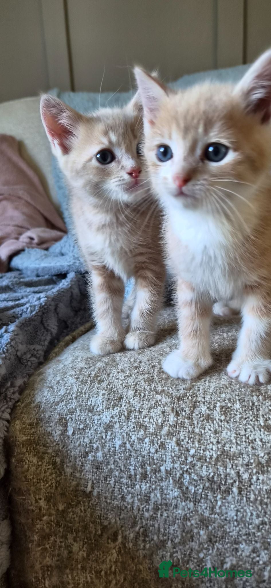 Mixed Breed cats 2 Beige Males. £300 for both if homed together. - Advert 1