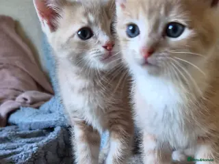 Mixed Breed cats 2 Beige Males. £300 for both if homed together. - Advert 1