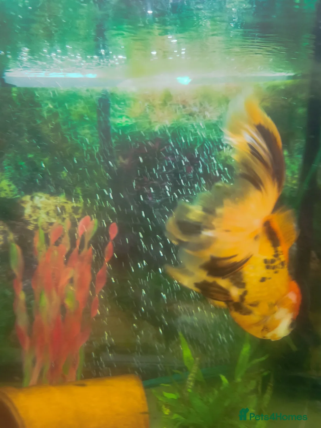 Fancy Goldfish fish for sale: Oranda 2+ years in Rotherham - Advert 2