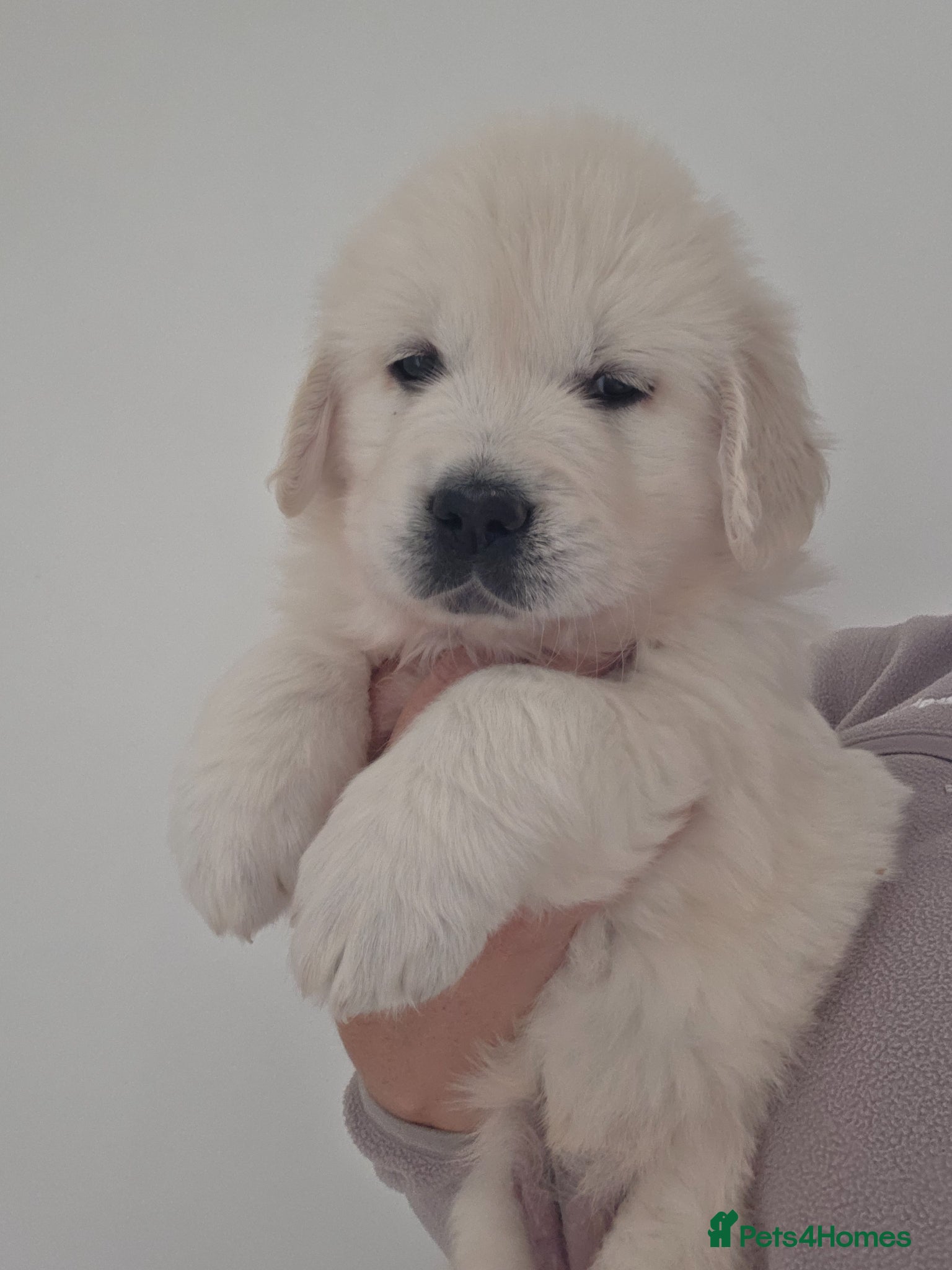 Golden Retriever dogs Extensively Health Tested English Cream Puppies - Advert 2