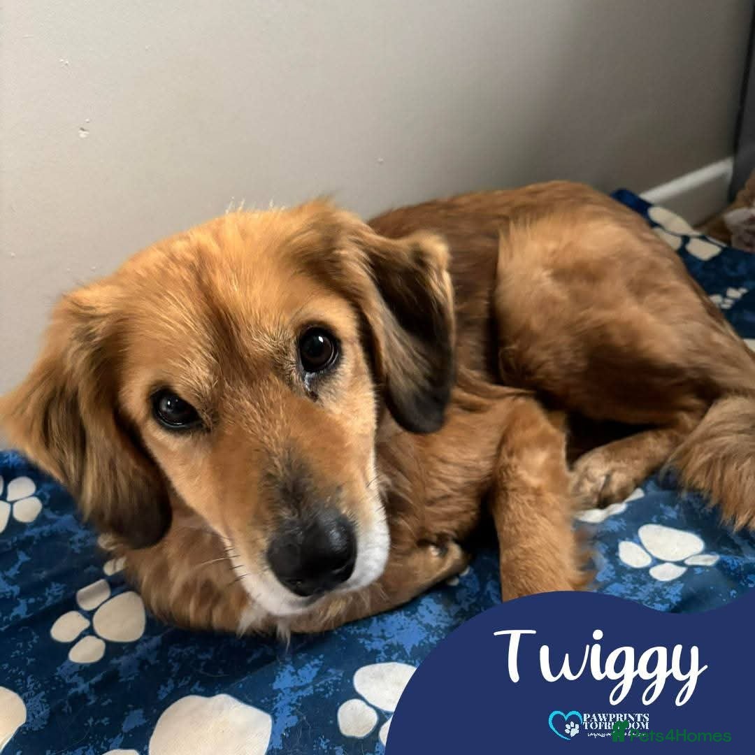 Mixed Breed dogs Meet Twiggy,currently residing in Yorkshire  - Advert 2