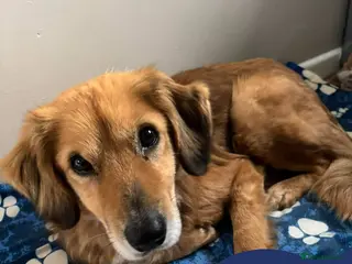 Mixed Breed dogs Meet Twiggy,currently residing in Yorkshire - Advert 14