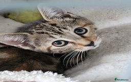 Mixed Breed cats for sale: Tabby kitten, female - Image 1