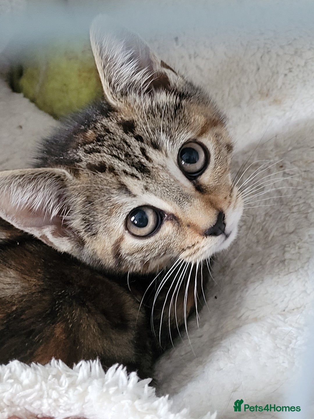 Mixed Breed cats for sale: Tabby kitten, female - Image 1