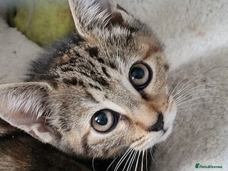 Mixed Breed cats - Advert 14
