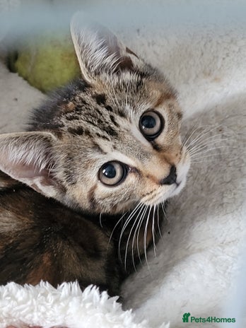 Mixed Breed cats - Advert 11