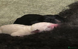 Mixed Breed dogs for sale: Rare Dalmadoodles - Image 9