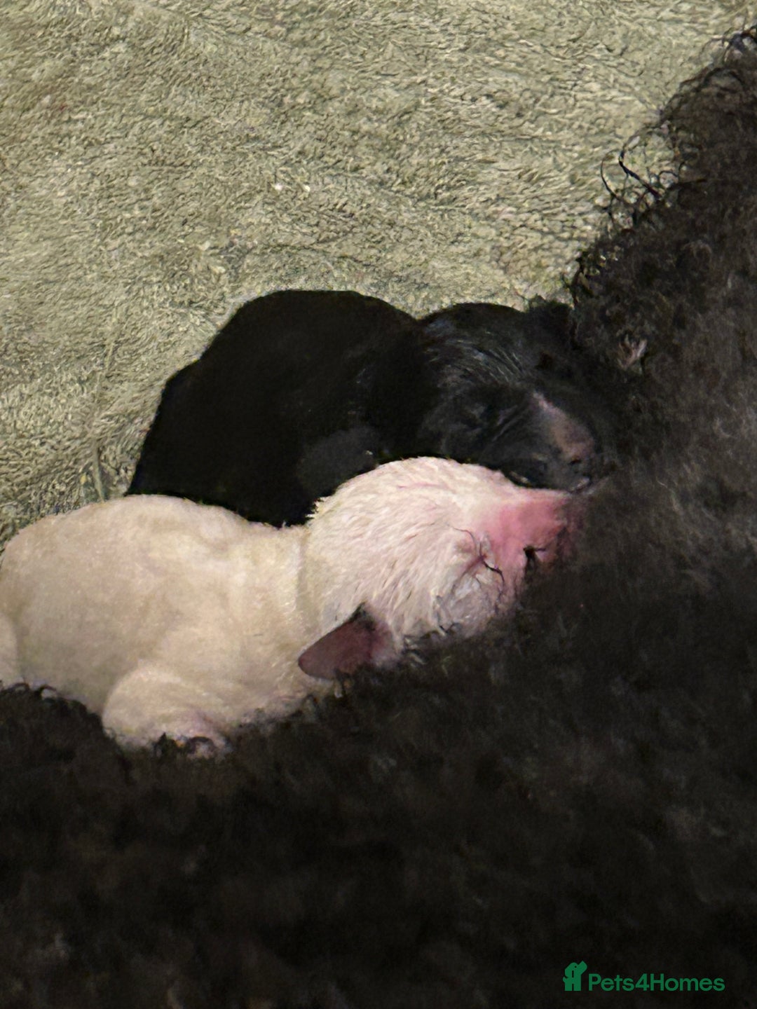 Mixed Breed dogs for sale: Rare Dalmadoodles - Image 9