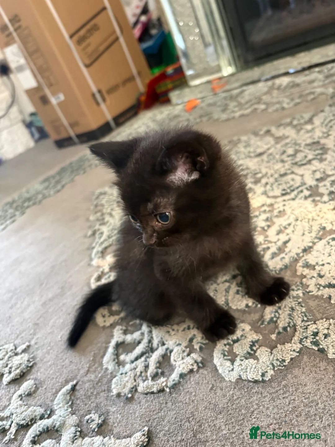 British Shorthair cats for sale: Half Bsh absolutely beautiful kittens - Advert 2