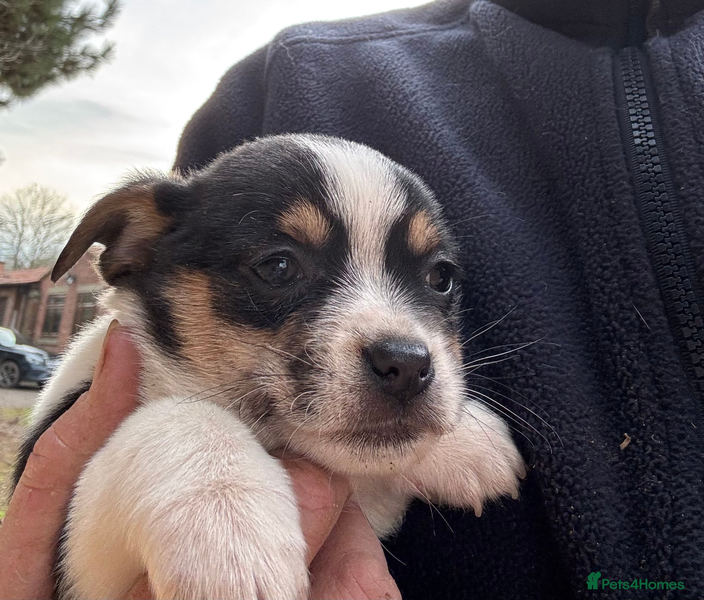 Mixed Breed dogs Gorgeous Jackchi pups  - Advert 6