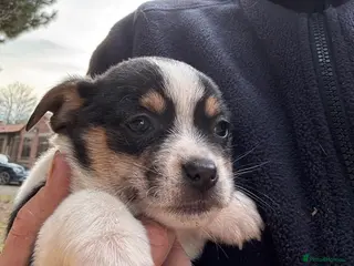 Mixed Breed dogs Gorgeous Jackchi pups - Advert 1