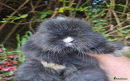 Angora rabbits for sale: The cutest black beauties 🖤 - Image 1