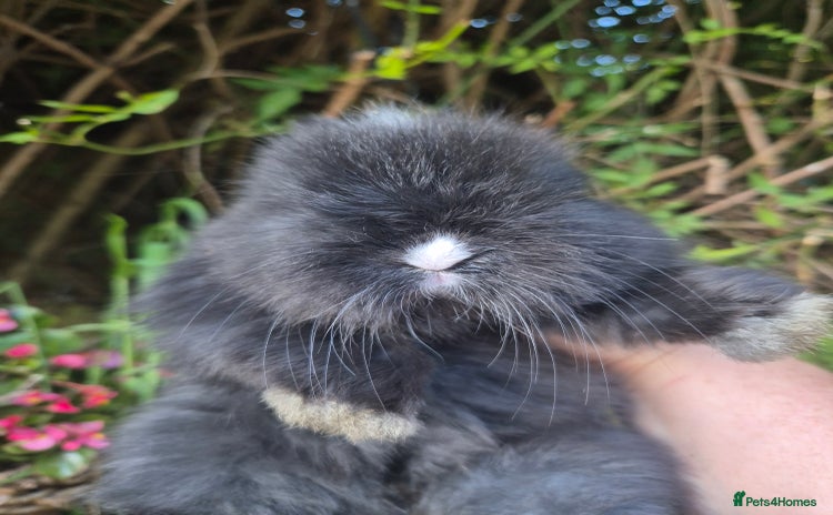 Angora rabbits - Advert 1