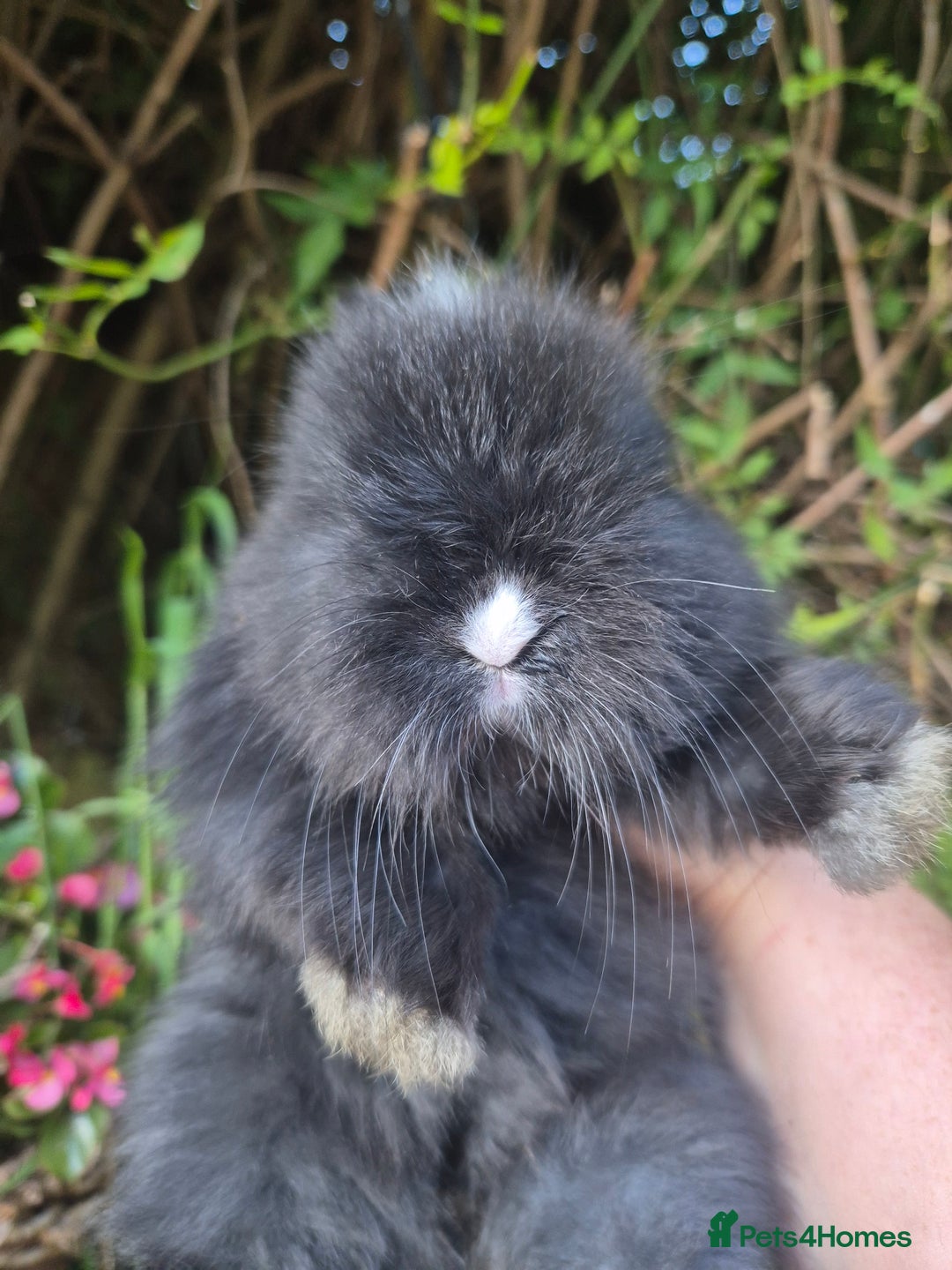 Angora rabbits for sale: The cutest black beauties 🖤 - Image 1